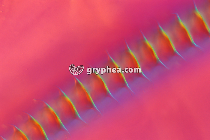 Grillon - Râpe de l'élytre d'un Grillon mâle (Grillus campestris) x100 - gryphea.com